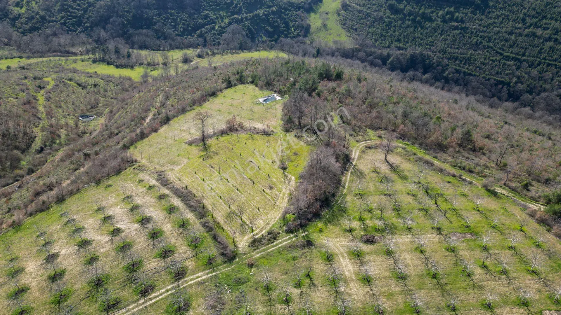 Kocaeli Karamürsel Çamdibi Satılık 5900 M2 Kiraz Bahçesi - Görsel 3
