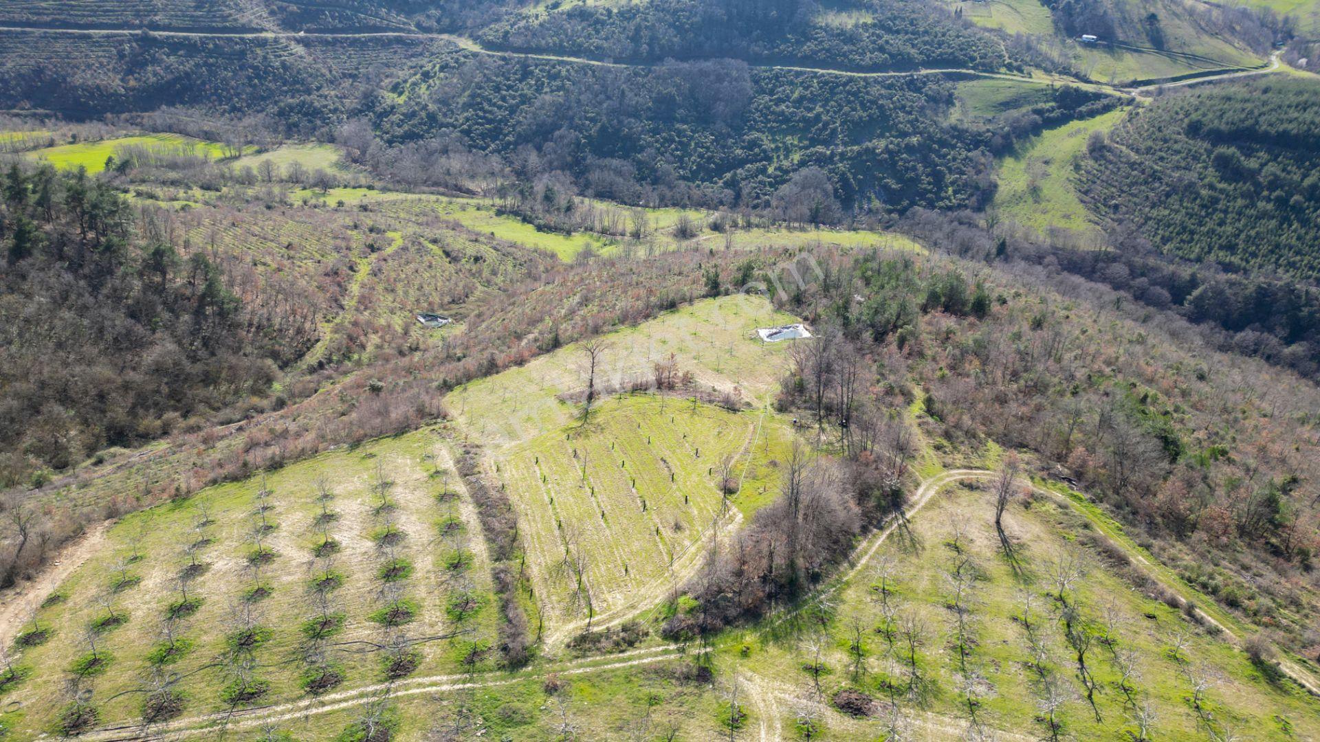 Kocaeli Karamürsel Çamdibi Satılık 5900 M2 Kiraz Bahçesi - Görsel 2