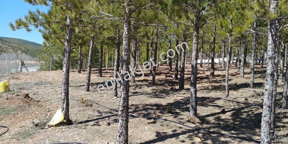 Beyşehir Yoluna Cephe Kaçmayacak Bahçe Yeri - Görsel 24