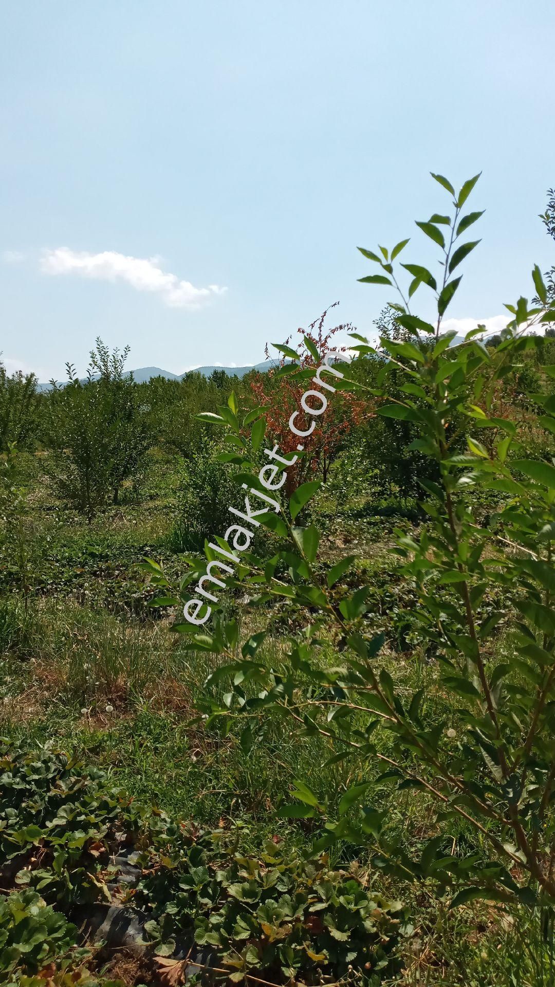 Sarayda Her Türlü Tarıma Elverişli Yol Kena