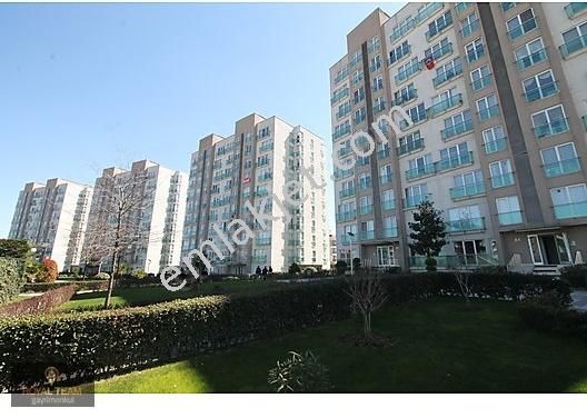 Tohhum Bodur Akasya Agaci 10 Tohum Tohhum Ev Bahce Fiyati