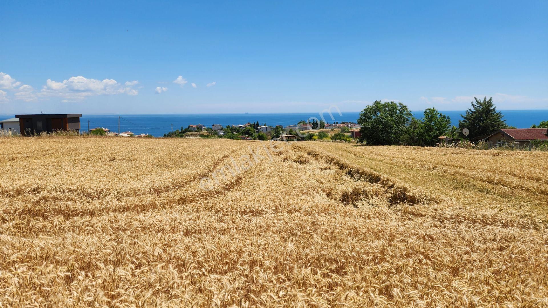 Süleymanpaşa Topağaç Satılık Muhtelif Arsa Tekirdağ Barbaros Topağaç'ta Ana Yola Sıfır Satılık 12.300 M²