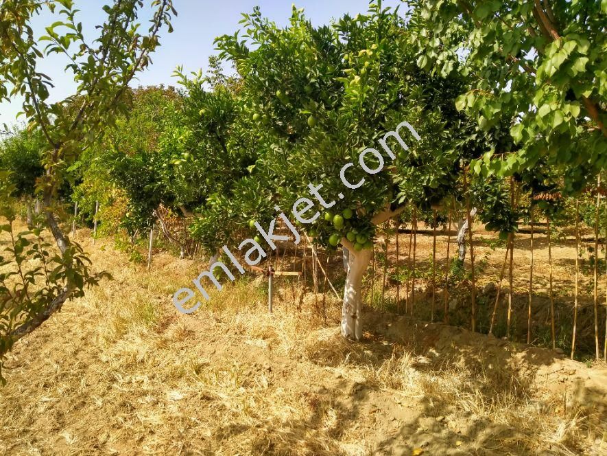 Yasin Emlaktan Arslanlı Cumhuriyet Mah. 1412 M2 Bahçe - Görsel 7