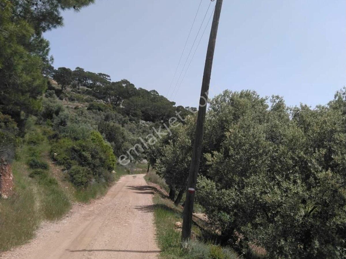 Kaş,gelemiş,ahirtaş Mevki , Zeytinli Tarla.... - Görsel 12