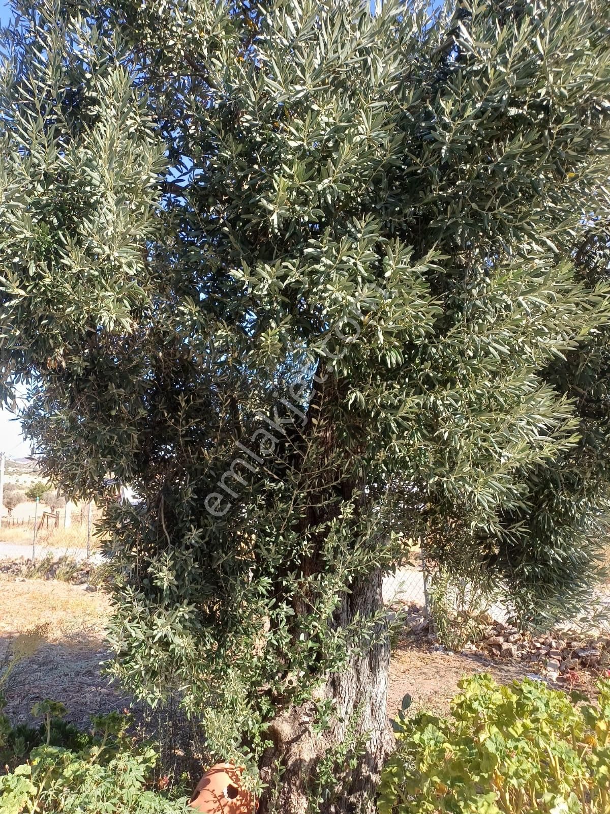 Acil Bağarasında Satılık Zeytinli Bahçeli Villa 4dönüm 14.500.000 (teklife Açıktır) - Görsel 24