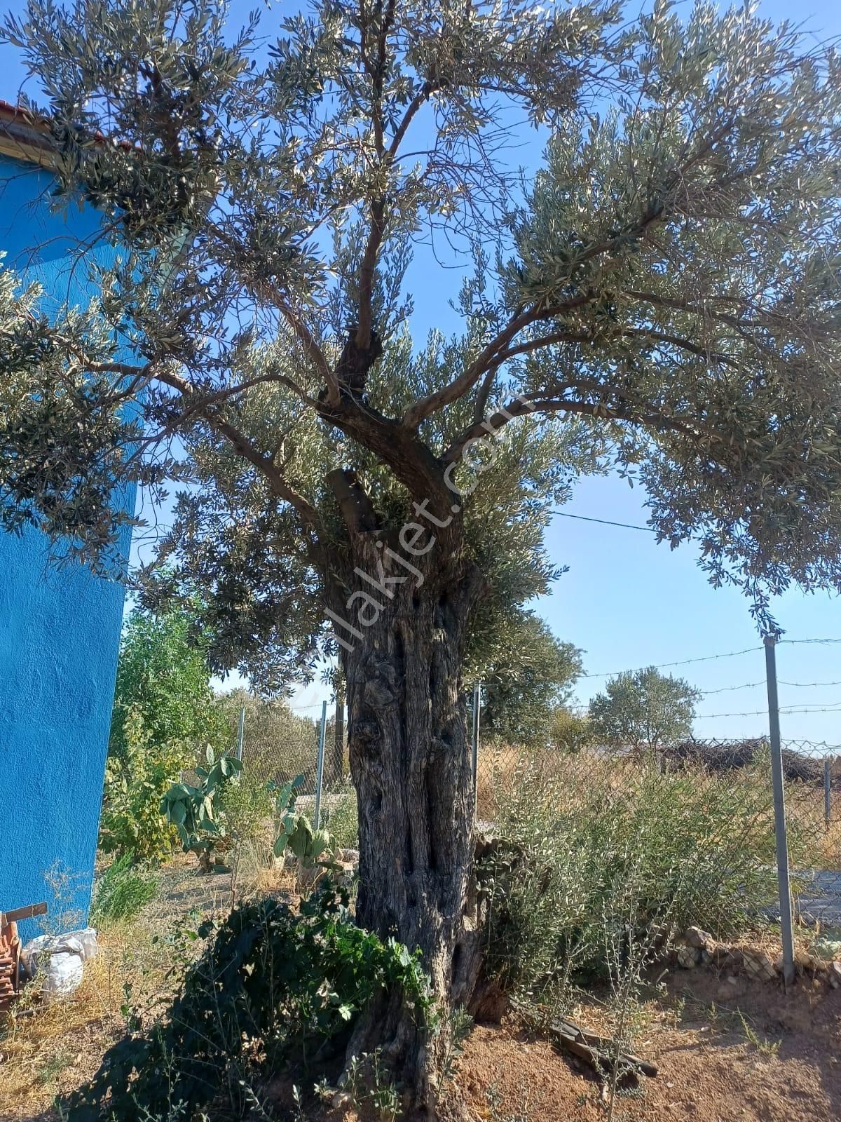 Acil Bağarasında Satılık Zeytinli Bahçeli Villa 4dönüm 14.500.000 (teklife Açıktır) - Görsel 9