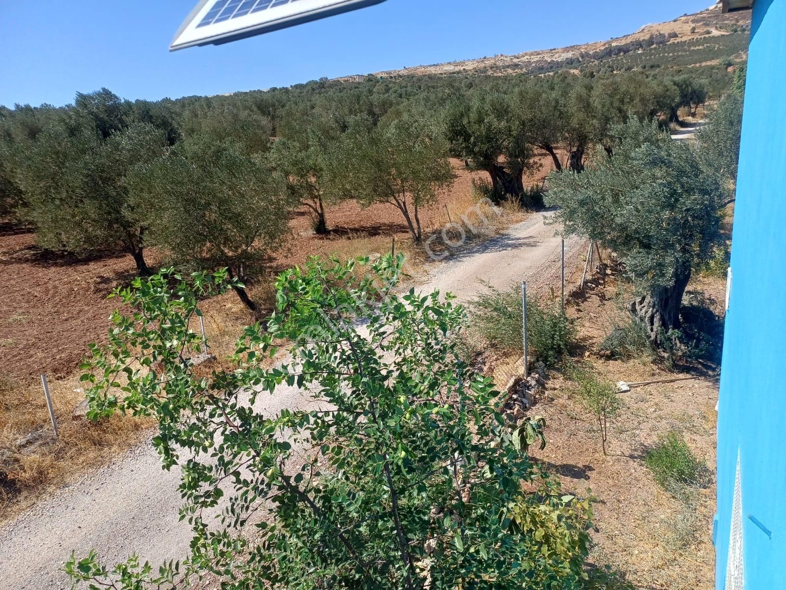 Acil Bağarasında Satılık Zeytinli Bahçeli Villa 4dönüm 14.500.000 (teklife Açıktır) - Görsel 29