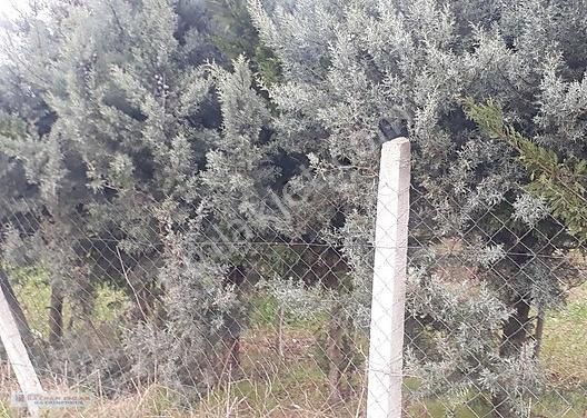 Bayhan Dan Acil Satılık 600 M2 Arsa Ful Göl Manzaralı - Görsel 11
