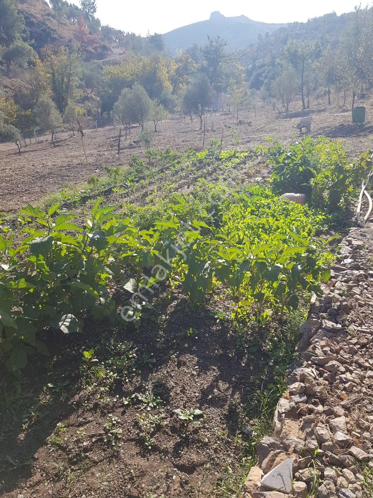 izmir menderes catalca mahallesi satilik arsa fiyatlari ve ilanlari