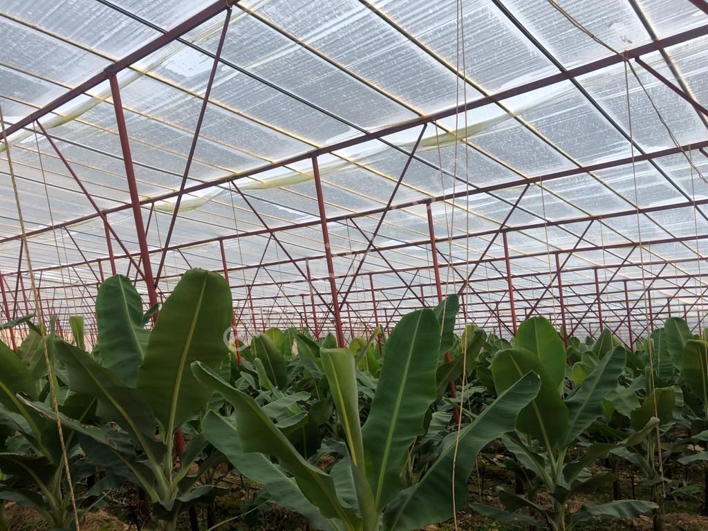 Gazipaşa Da Satılık Süper Deniz Manzaralı, Muz Serası - Görsel 13