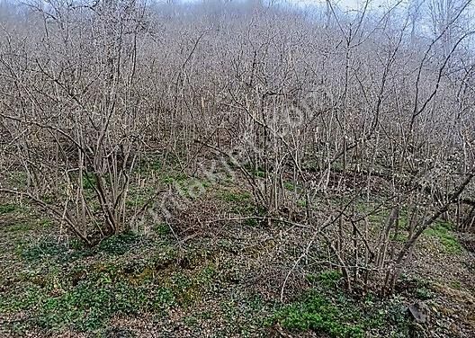 emlakcidan duzce golyaka hamamustu koyu merkez mahallesi satilik bag bahce 200 000 tl 9509397 emlakcidan duzce golyaka hamamustu koyu merkez mahallesi satilik bag bahce 200 000 tl 9509397