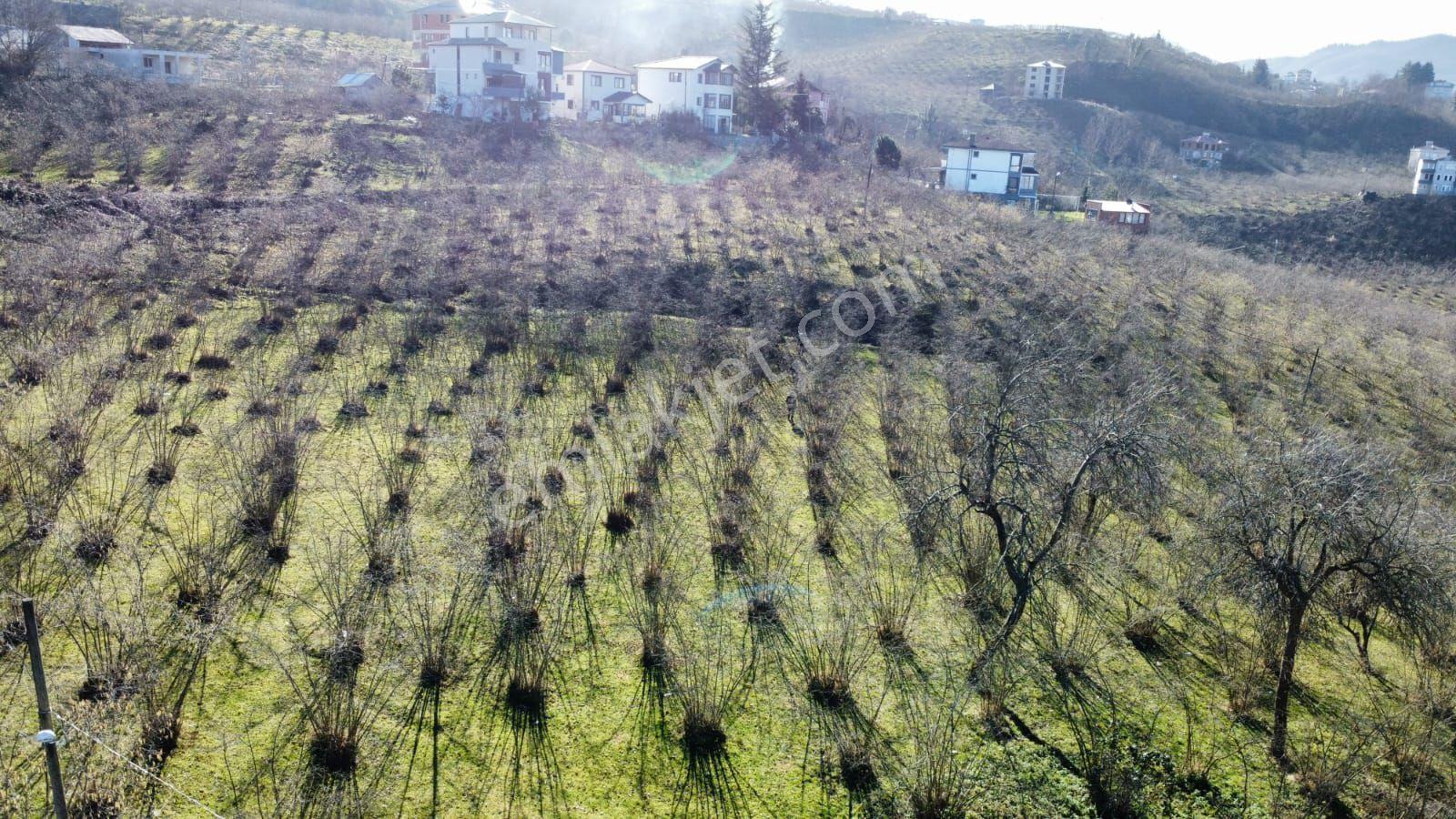 Ortahisar Karakayada Satılık Arazi Hisseleri(açıklamayı Okuyunuz) - Görsel 30