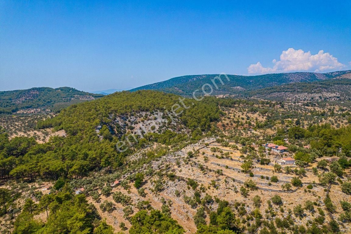 Milas Kalınağıl Köyünde Resmi Yolu Olan Satılık Zeytinli Tarla - Görsel 7
