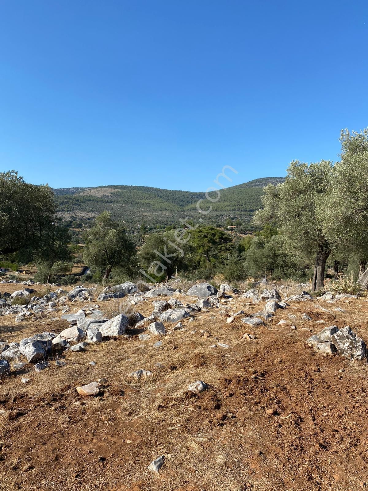 Milas Kalınağıl Köyünde Resmi Yolu Olan Satılık Zeytinli Tarla - Görsel 3