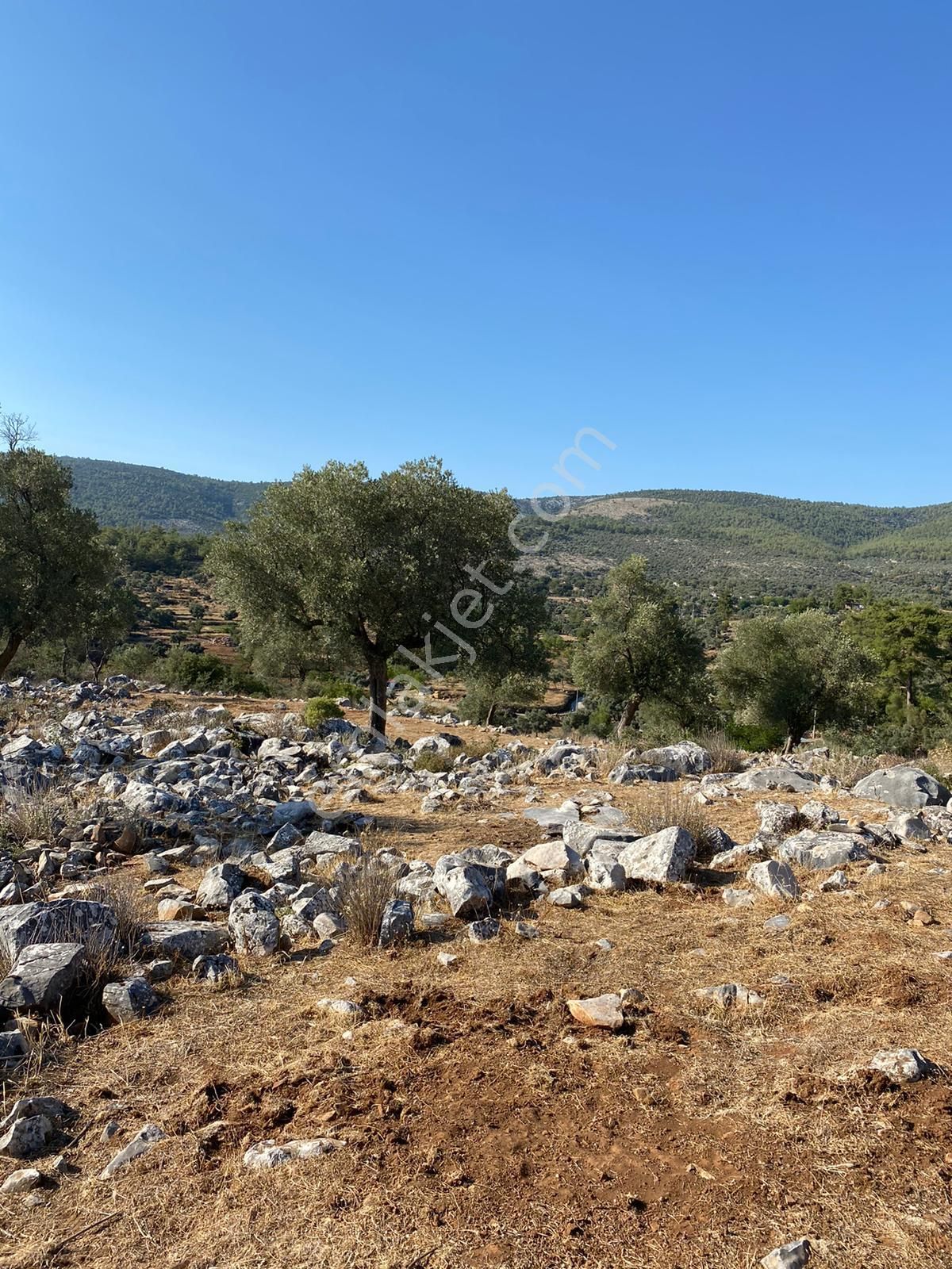 Milas Kalınağıl Köyünde Resmi Yolu Olan Satılık Zeytinli Tarla - Görsel 2