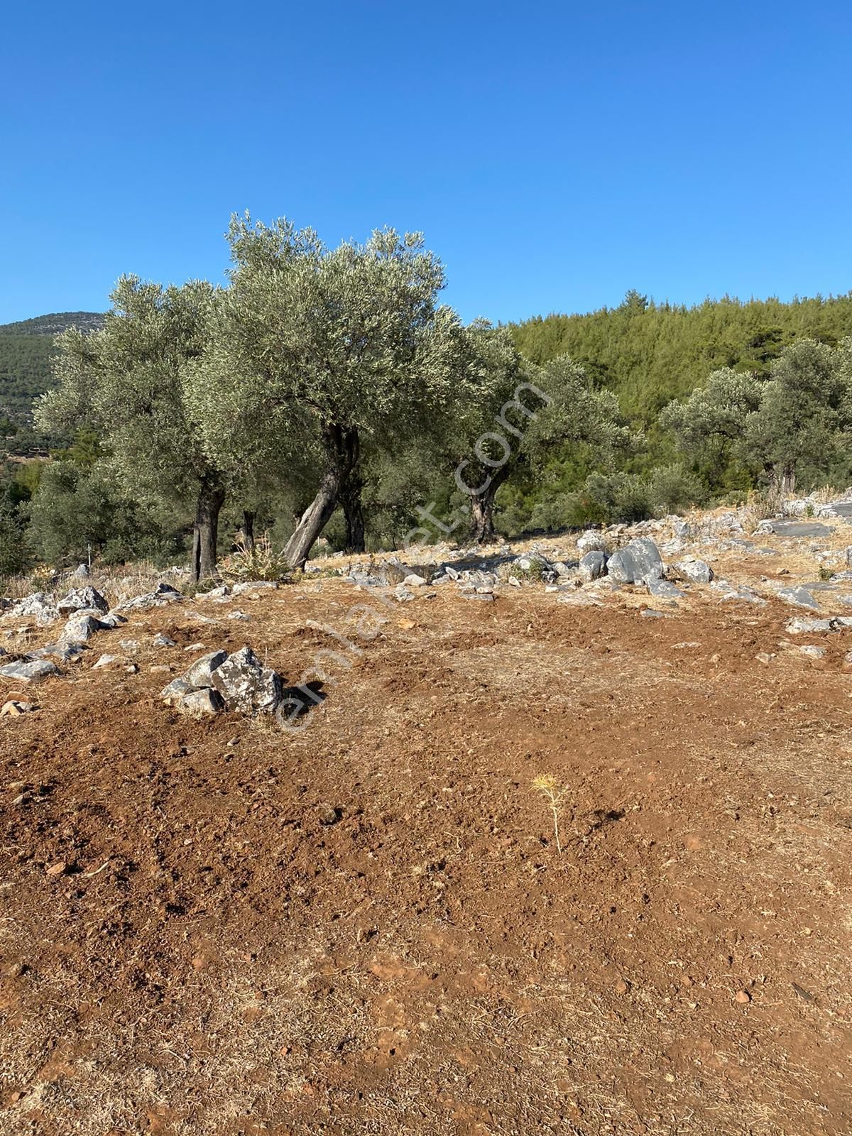 Milas Kalınağıl Köyünde Resmi Yolu Olan Satılık Zeytinli Tarla - Görsel 13