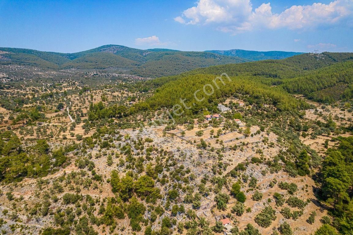 Milas Kalınağıl Köyünde Resmi Yolu Olan Satılık Zeytinli Tarla - Görsel 6