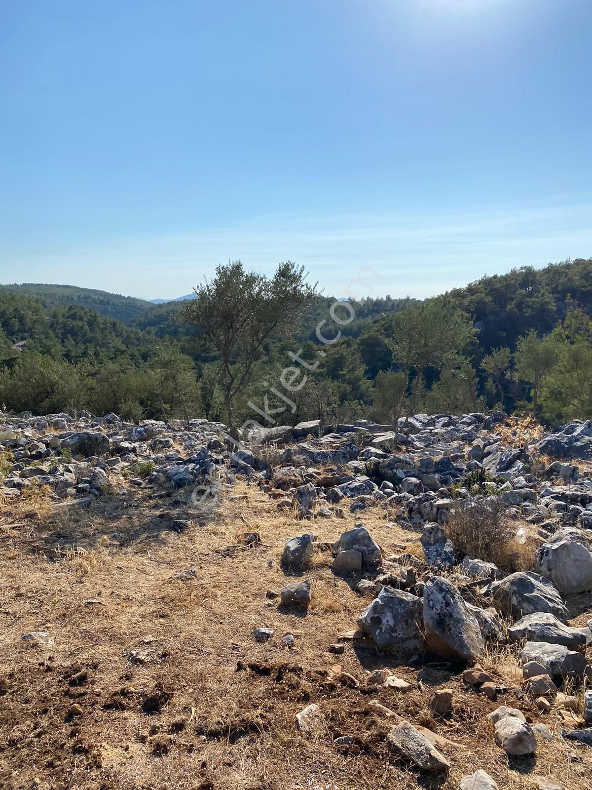 Milas Kalınağıl Köyünde Resmi Yolu Olan Satılık Zeytinli Tarla - Görsel 15