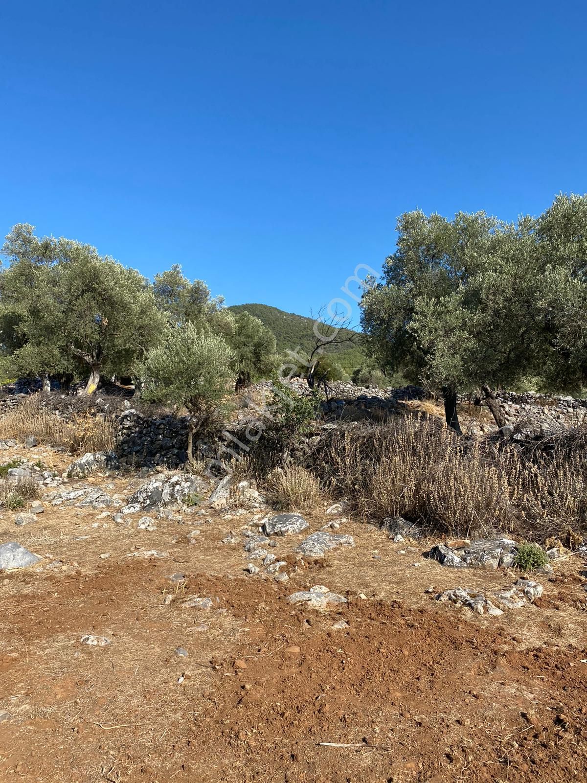 Milas Kalınağıl Köyünde Resmi Yolu Olan Satılık Zeytinli Tarla - Görsel 4