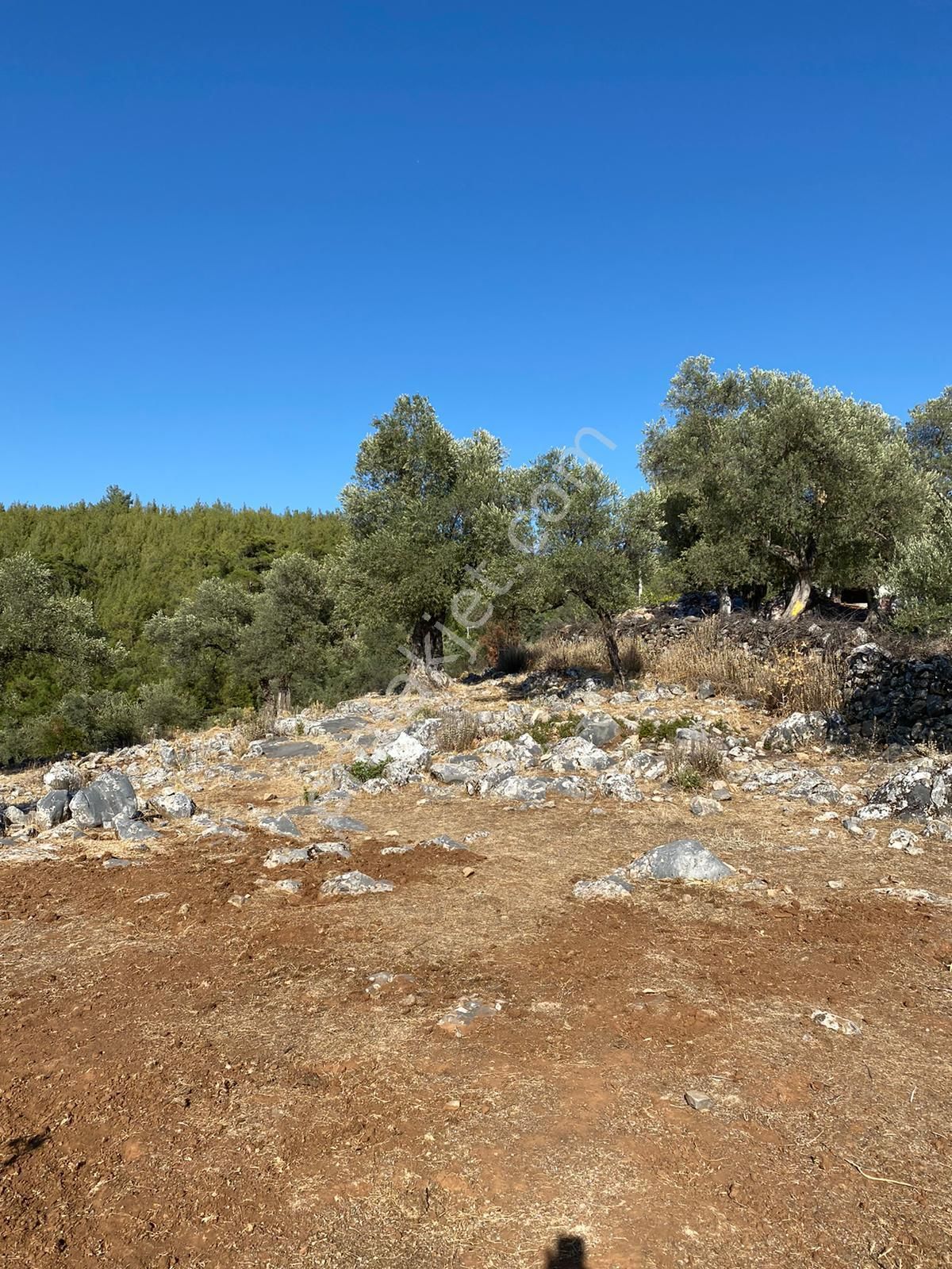 Milas Kalınağıl Köyünde Resmi Yolu Olan Satılık Zeytinli Tarla - Görsel 10