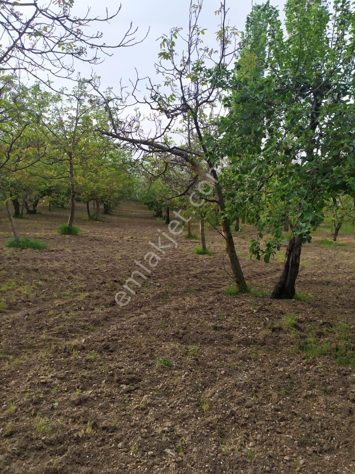 Turgutlu Güney Satılık Tarla Manisa Turgutlu Güneyde Satılık Bahçe