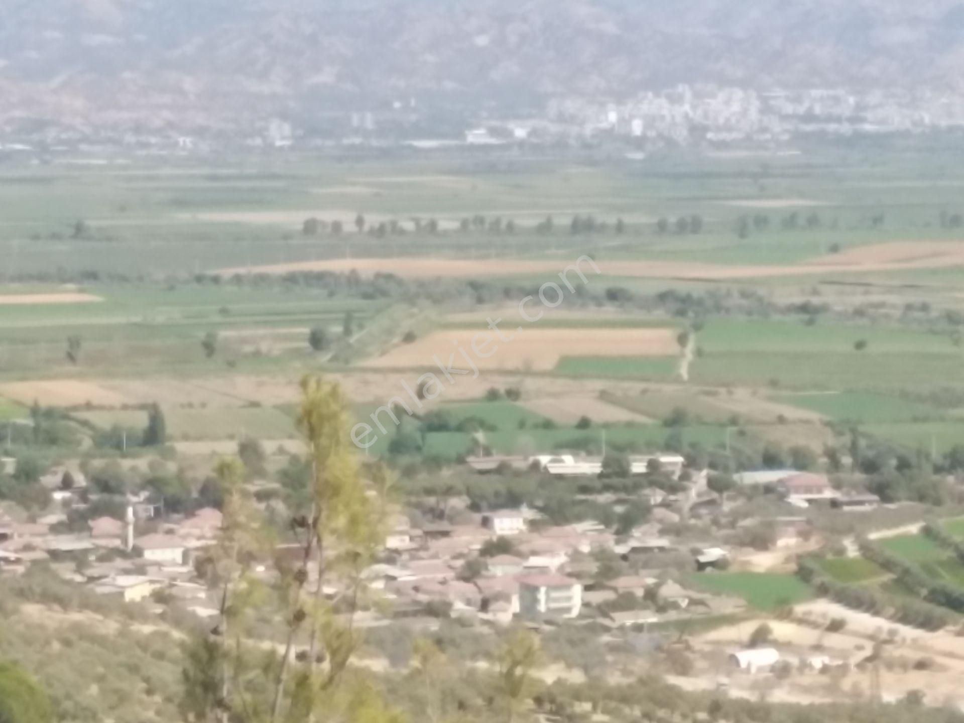 aydin yenipazar satilik zeytinlik emlakjet