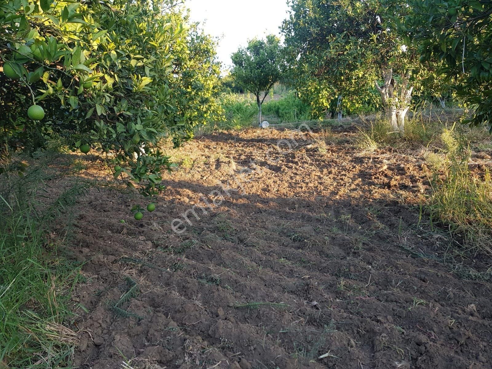 Müjgan Emlaktan Muğla Köyceğiz Döğüşbelen Mh De 532m2 Bahçe - Görsel 10