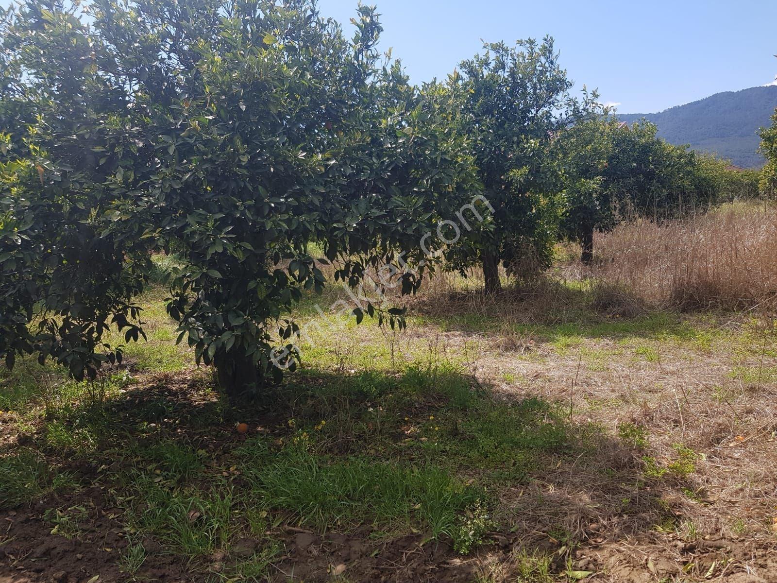 Müjgan Emlaktan Muğla Köyceğiz Döğüşbelen Mh De 532m2 Bahçe - Görsel 13