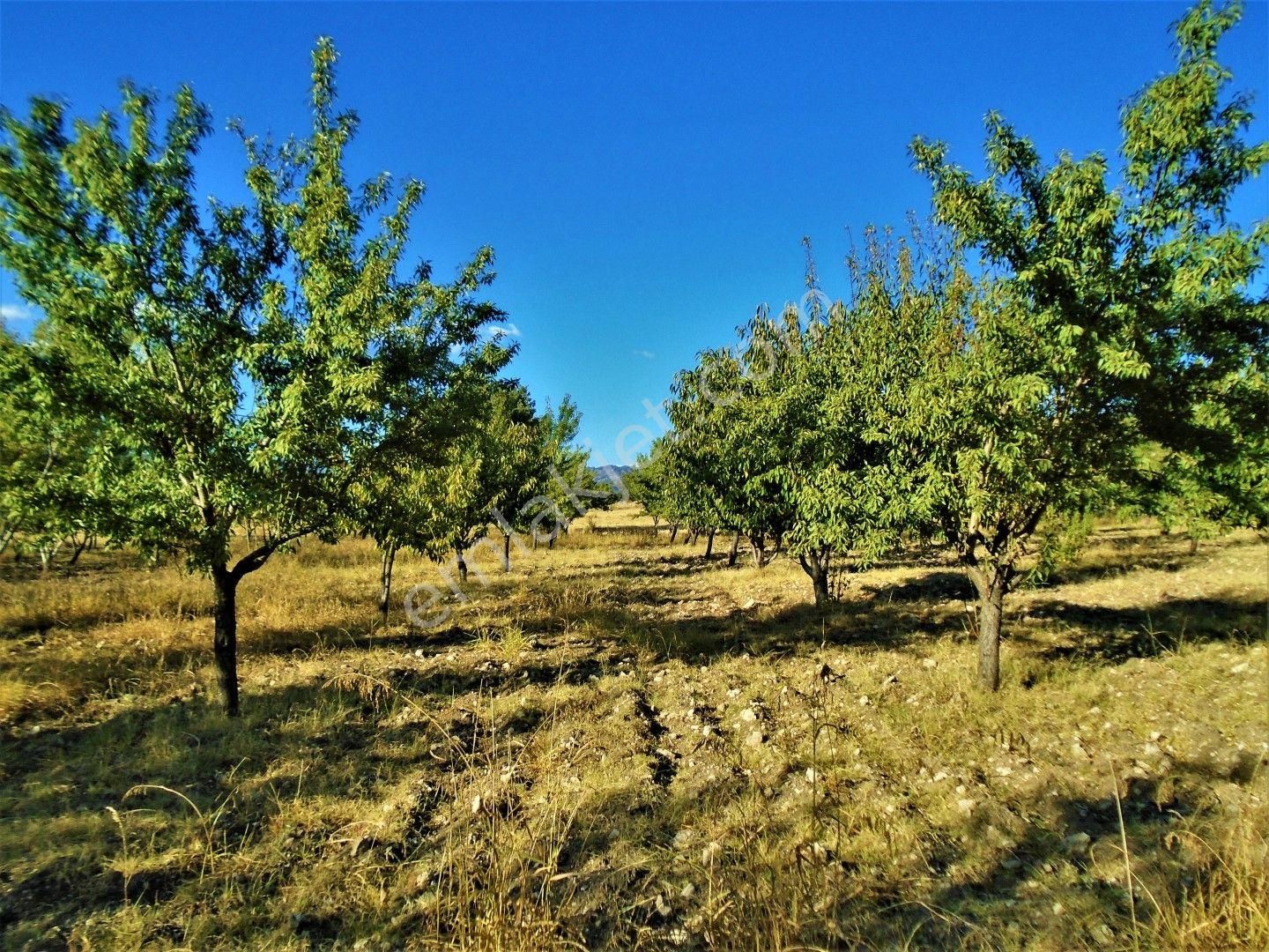 emlakcidan manisa demirci alaagac mahallesi satilik bag bahce 240 000 tl 9986999