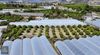 FİNİKE BAĞYAKADA TEK TAPU 2.420 m2 PORTAKAL BAHÇESİ