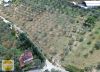Bülent ATEŞCİ'den 6181 Sokakta 5814 m2 Zeytinli Tarla
