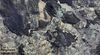 SALMAN'DAN BERGAMA ÖRLEMİŞ'DE TEK PARSEL SATILIK ZEYTİNLİK