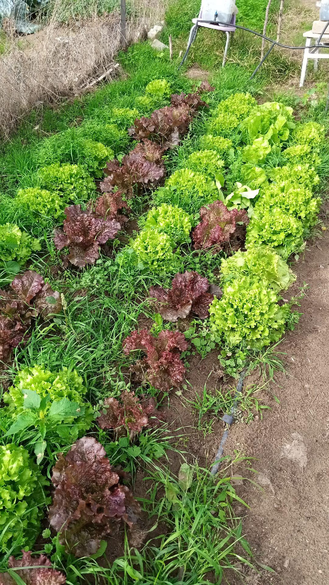Sahibinden Bonaköy Satılık Bahçe - 12