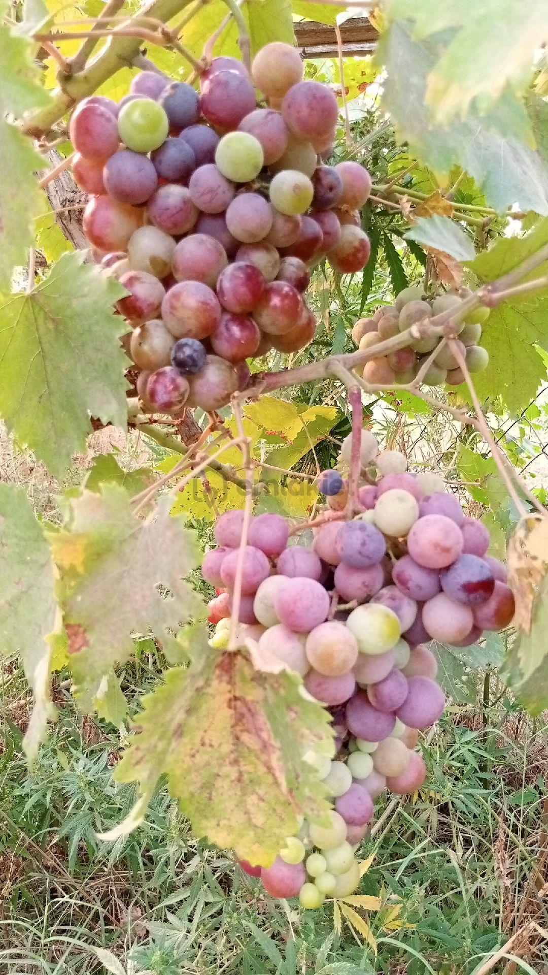Sahibinden Bonaköy Satılık Bahçe - 14