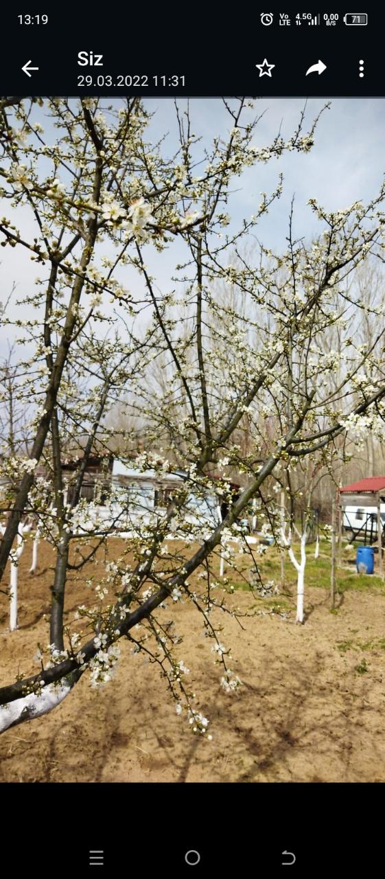 Sahibinden Bonaköy Satılık Bahçe - 8