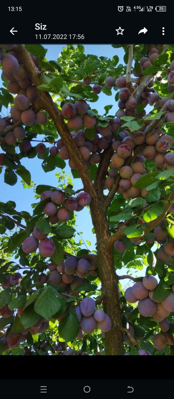 Sahibinden Bonaköy Satılık Bahçe - 11