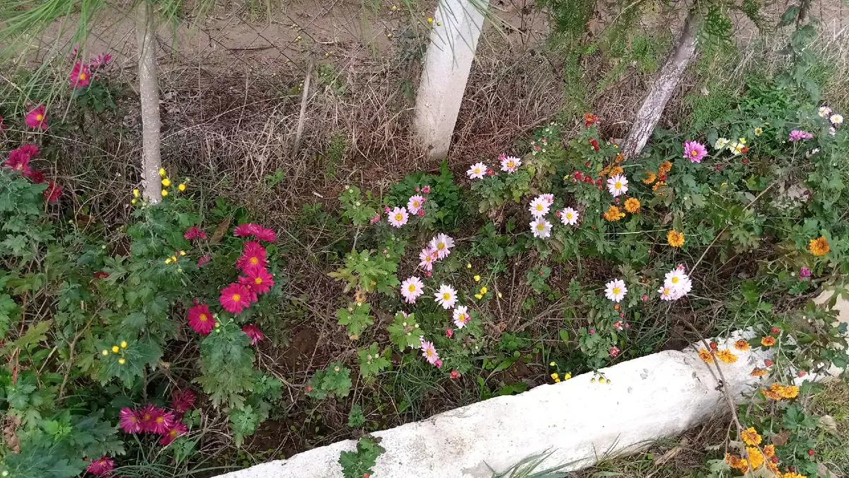 Sahibinden Bonaköy Satılık Bahçe - 13