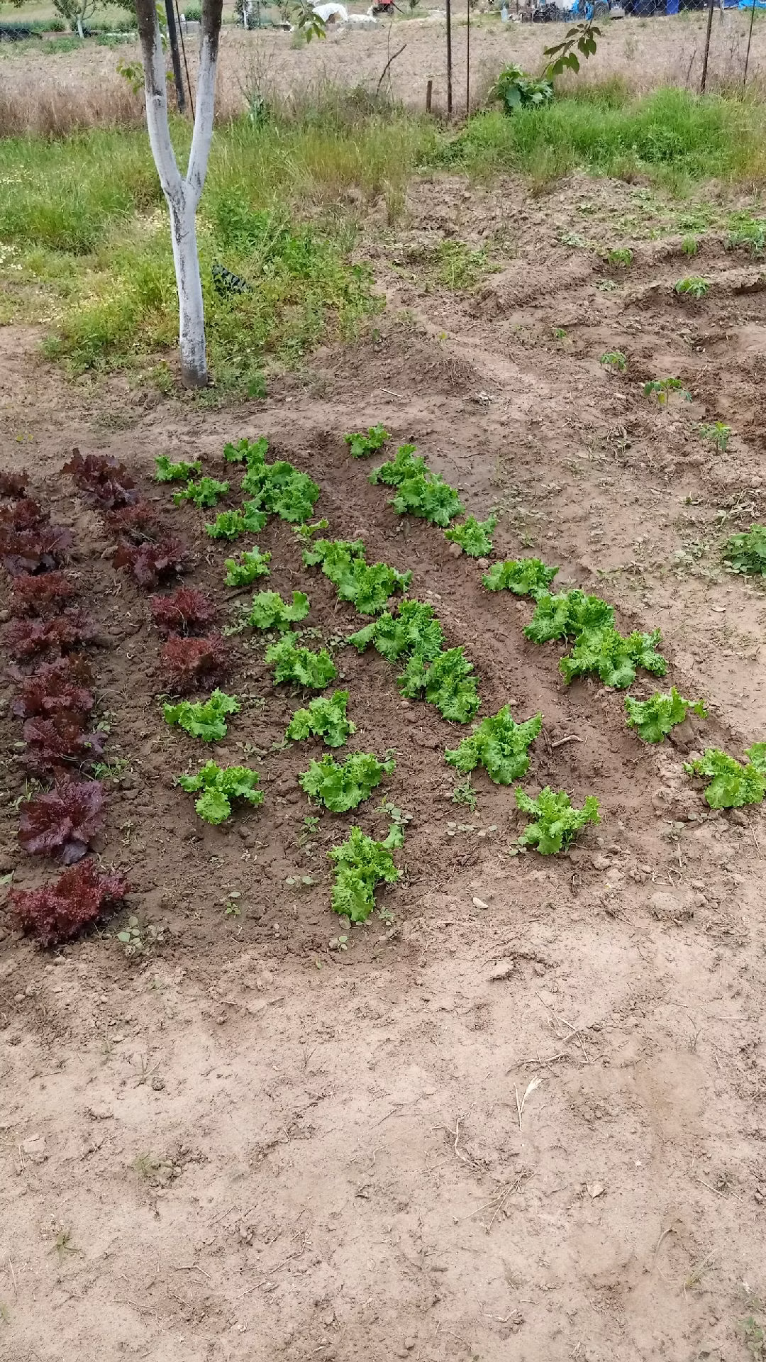 Sahibinden Bonaköy Satılık Bahçe - 22