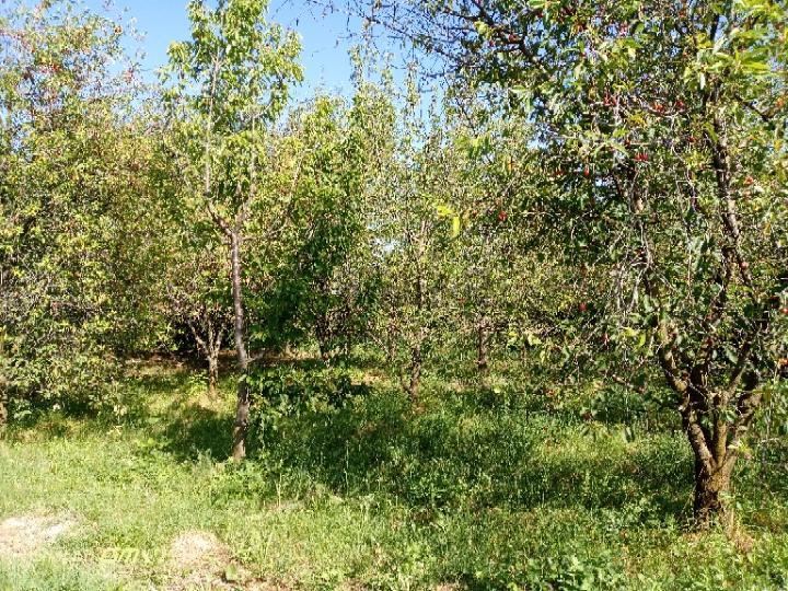 Sahibinden Korkuteli Sülekler Mahallesi'nde Bahçe - 9