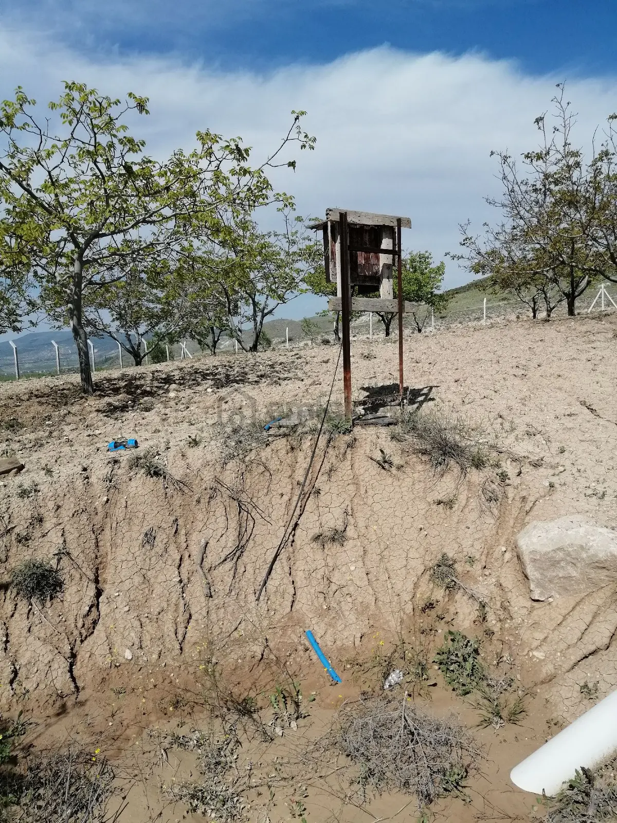Tek Tapu Sahibinden Ceviz Bahçesi - 8