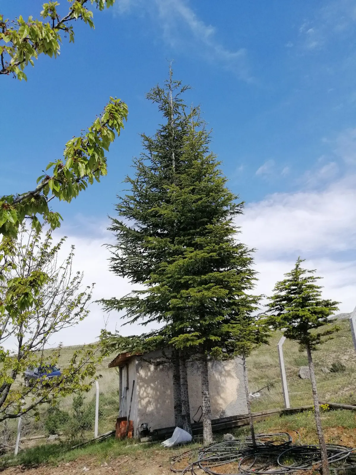 Tek Tapu Sahibinden Ceviz Bahçesi - 3