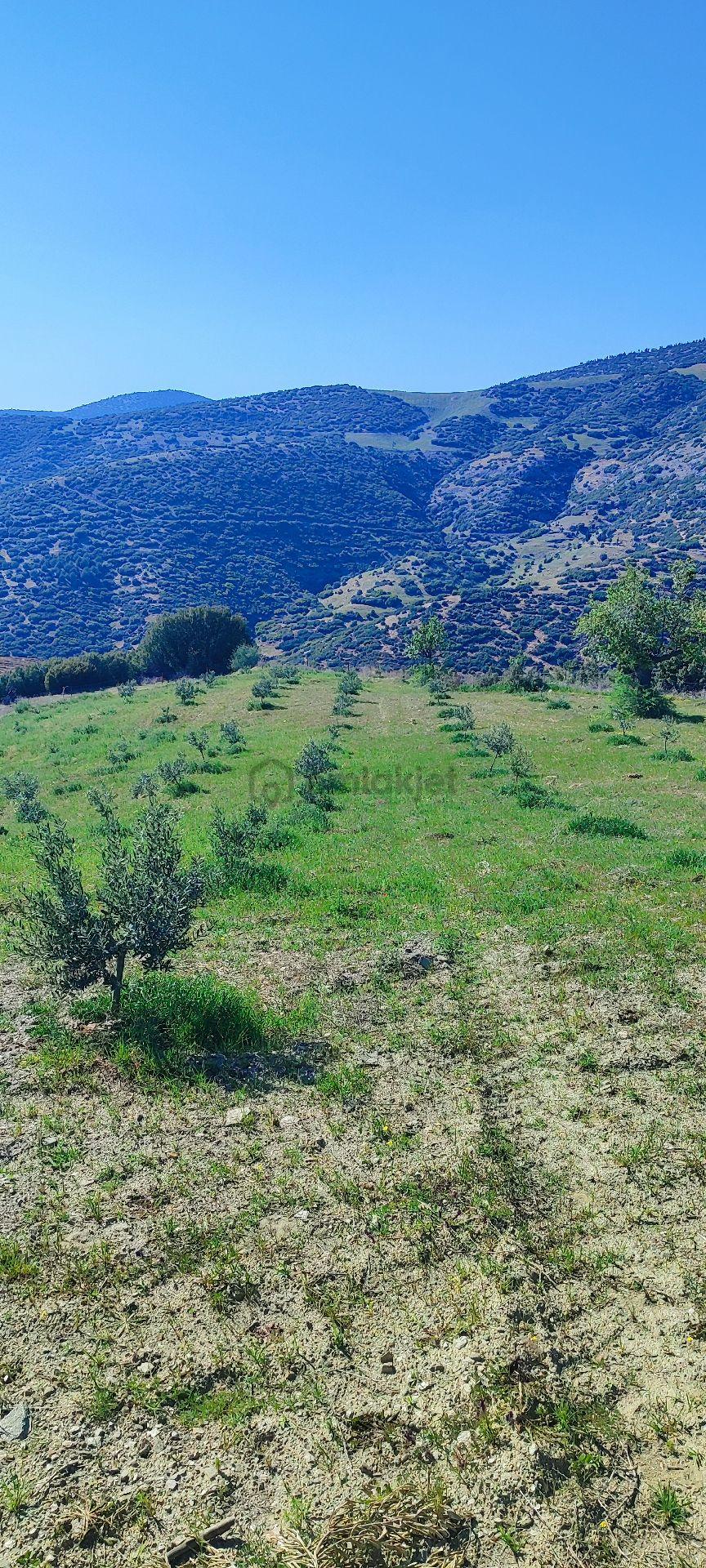 Sahibinden 4 Yaşında Zeytinlik - 9