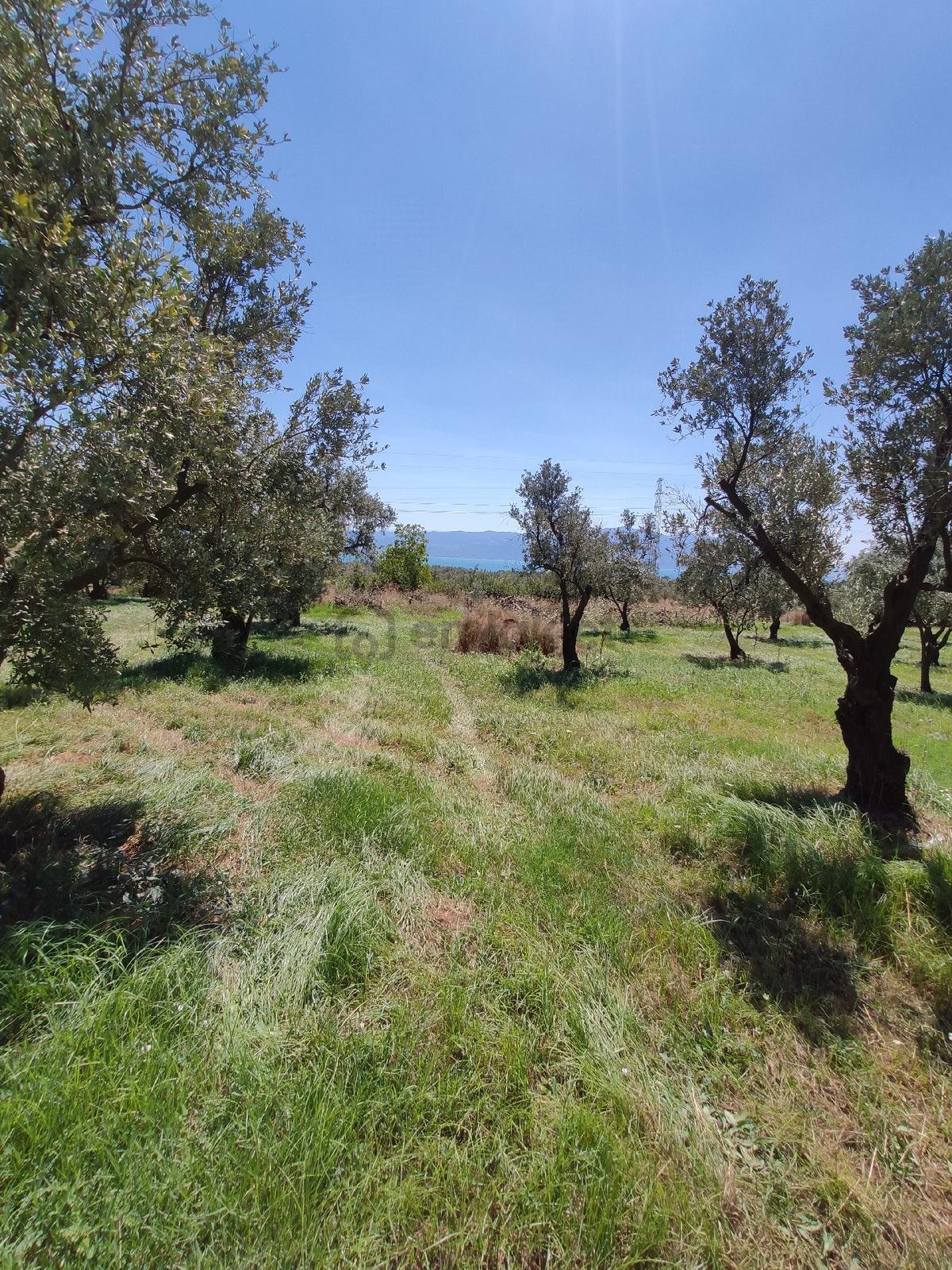 Bursa Orhangazi Çakırlı Mahallesinde 981 M Kare Zeytinlik - 12