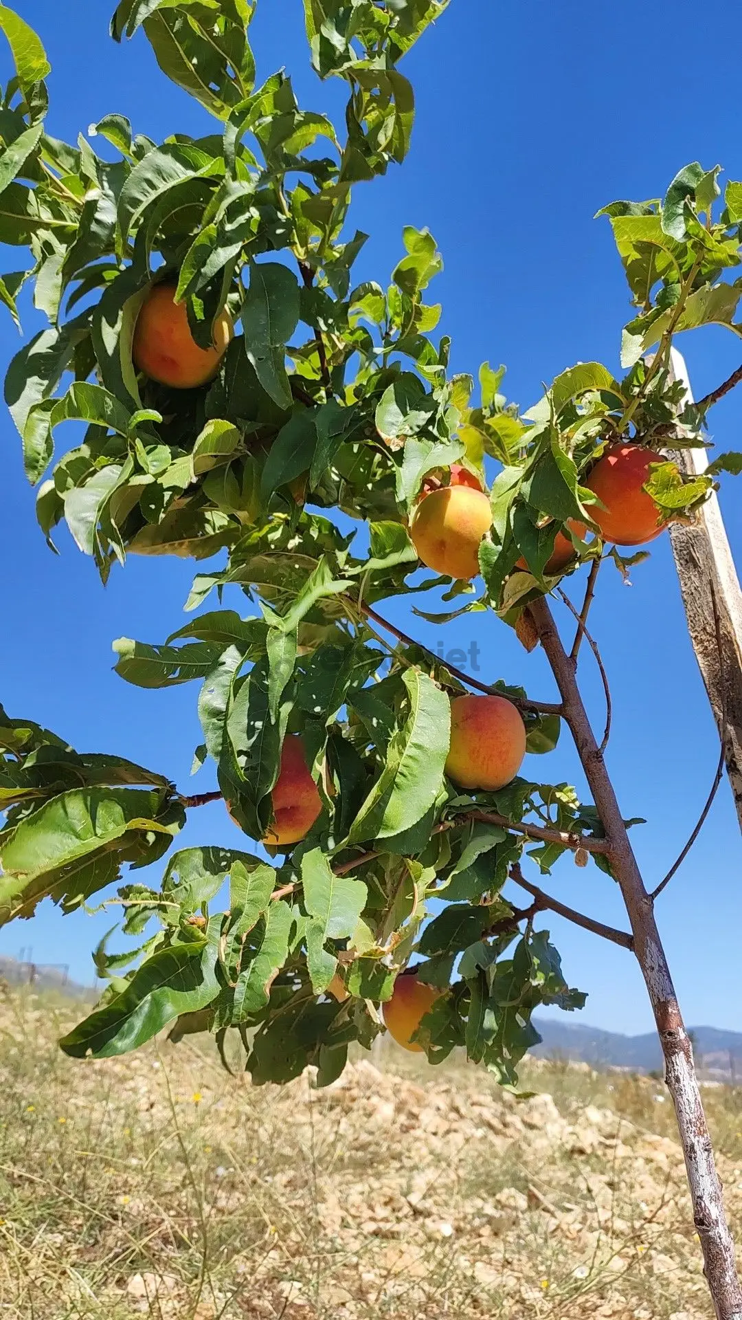 Sahibinden Antalya Yarım Saat Korkutelı 15 Dakıka - 11