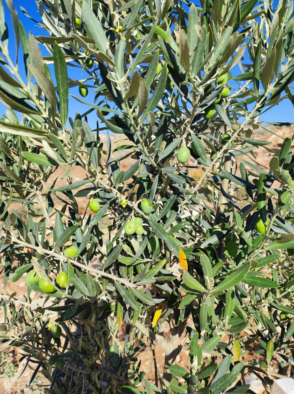 Sahibinden Antalya Yarım Saat Korkutelı 15 Dakıka - 12