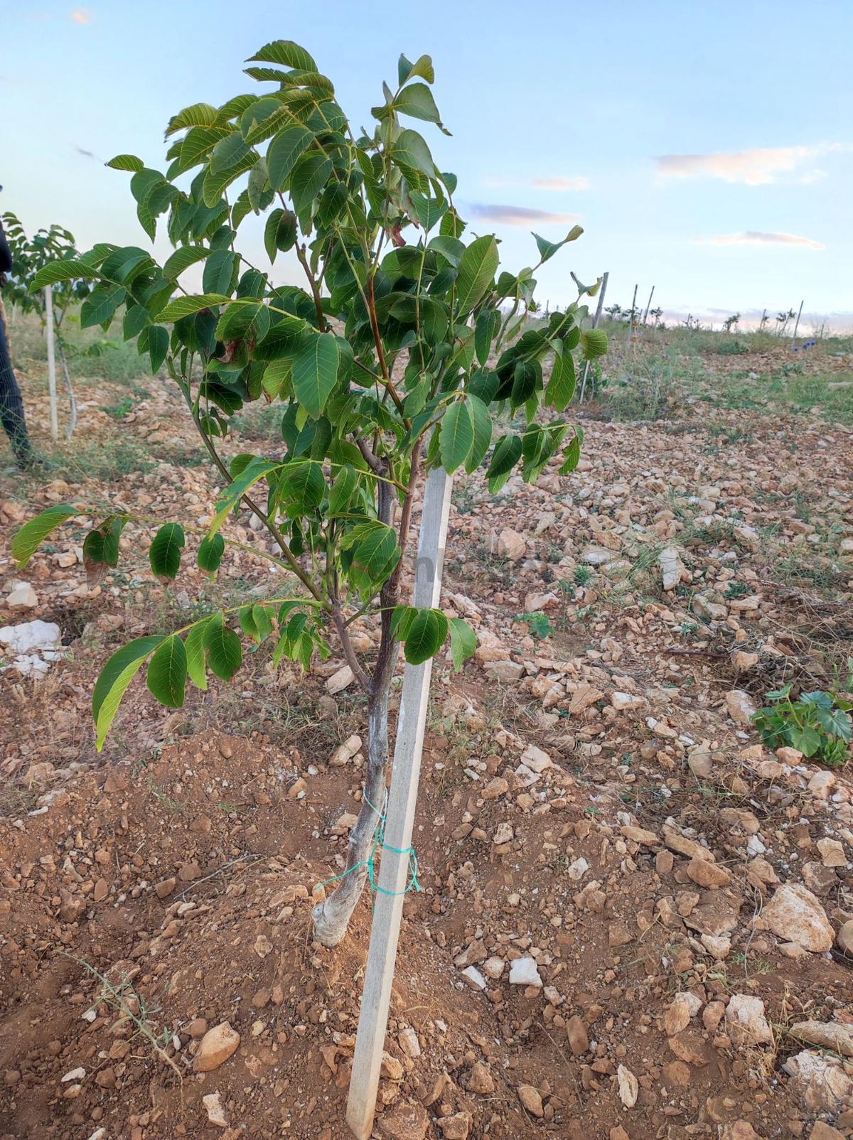 Sahibinden Antalya Yarım Saat Korkutelı 15 Dakıka - 15