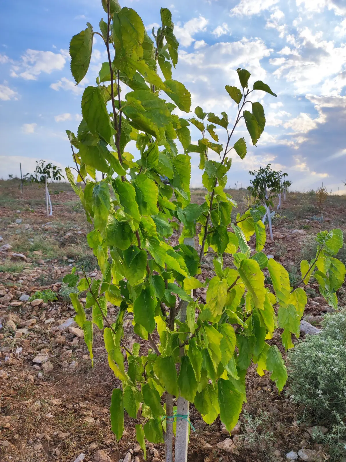 Sahibinden Antalya Yarım Saat Korkutelı 15 Dakıka - 16