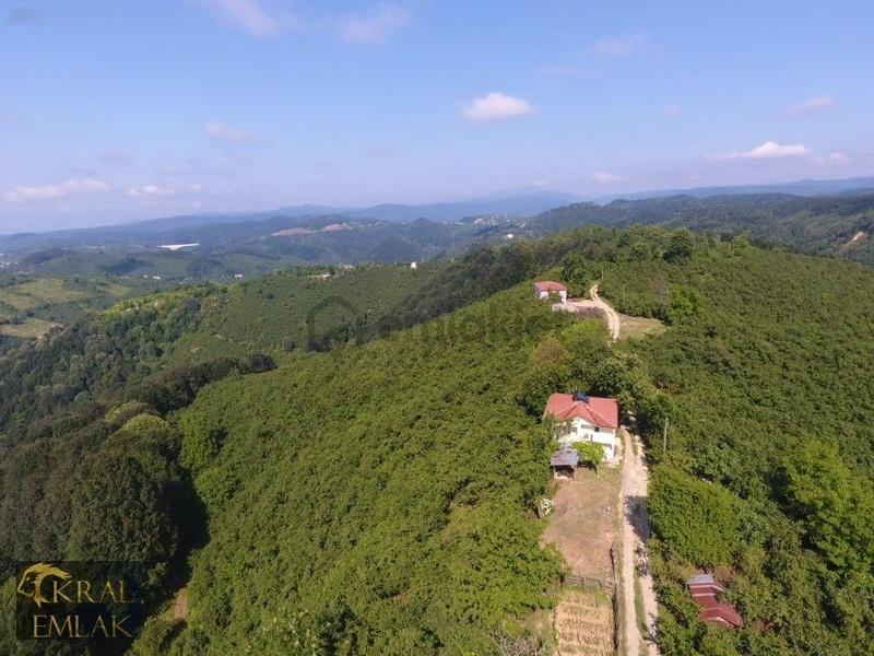 Deredibi Köyü İçinde Evi Olan 19.000 M2 Satılık Fındık Bahçesi - 15