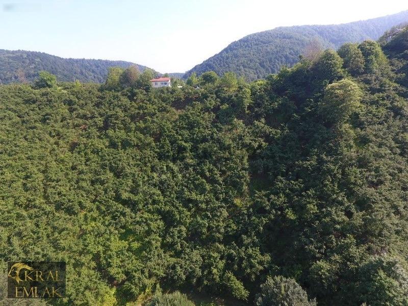 Deredibi Köyü İçinde Evi Olan 19.000 M2 Satılık Fındık Bahçesi - 27