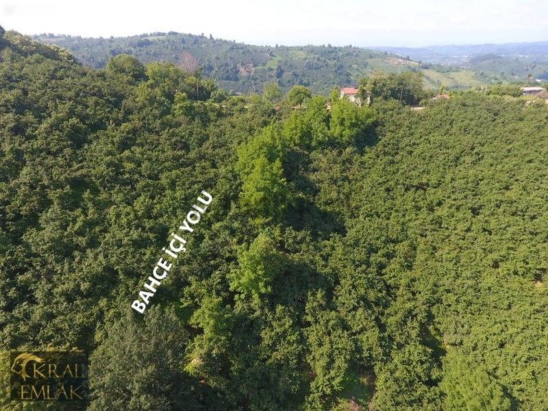 Deredibi Köyü İçinde Evi Olan 19.000 M2 Satılık Fındık Bahçesi - 31
